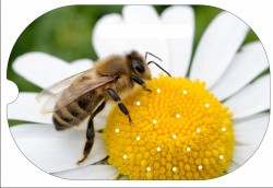 L'abeille qui butine  :...