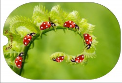 Les coccinelles sur la...
