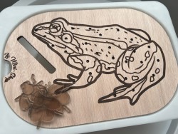 La grenouille réaliste et...