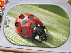La coccinelle : Insert pour...